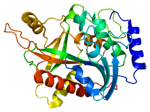 Enzymes-01-goog.png