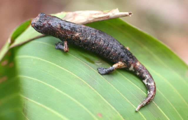 File:Bolitoglossa dofleini.jpg