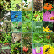 Insects-goog.jpg