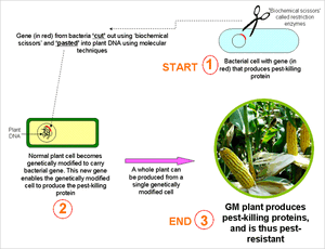 GMOs-04-goog.gif