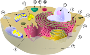 BiologicalCell.png