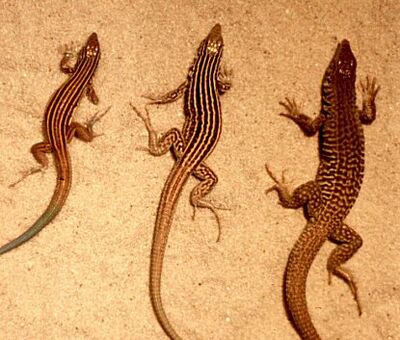 Cnemidophorus-ThreeSpecies