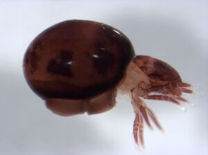 Phthiracarid