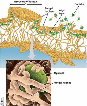 Lichen-Structure-01-goog.jpg