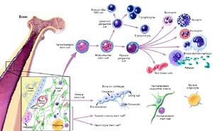 Stem-cells-04-goog.jpg