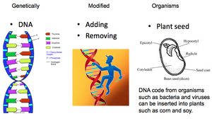 GMOs-01-goog.png