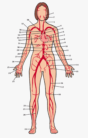 Arteries-01-goog.gif