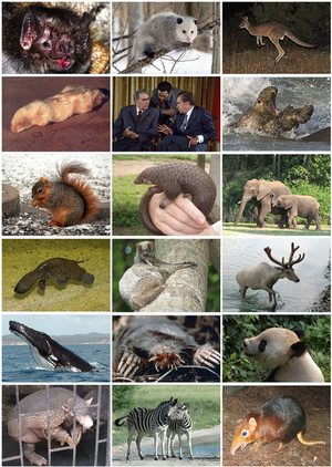 Mammal-01-goog.png