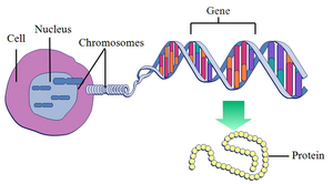 Genetics-Gen-02-goog.png