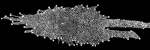Model-Ηerschel-01-goog.gif