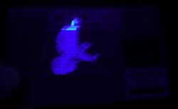 VisaunderUV.jpg