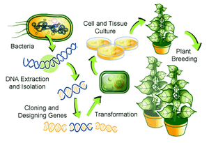 GMOs-03-goog.png