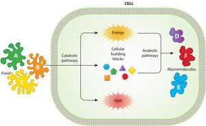 Catabolism-Anabolism-goog.jpg