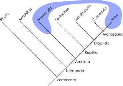 Polyphyletic-mammals-birds