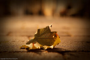 Lonely leaf left alone
