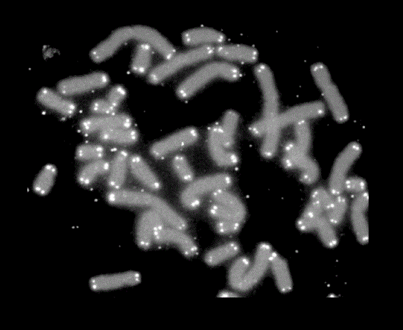File:Telomere caps.gif