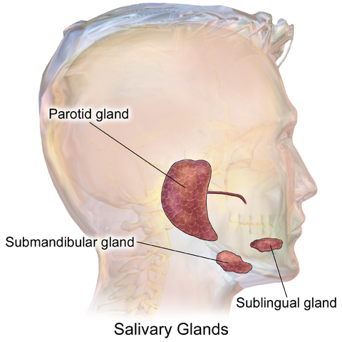 File:Blausen 0780 SalivaryGlands.png