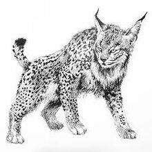 Ryś(Lynx)