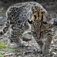 Ocelot 17.jpg