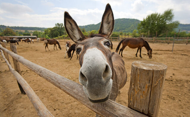 File:Donkey-hero.jpg