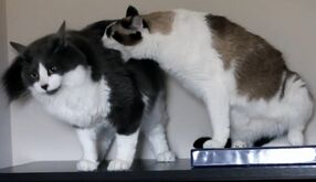 Otto and Egon