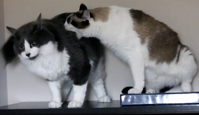 File:Otto and Egon.jpg