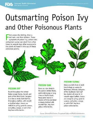 File:Poison Ivy FDA Guide.jpg