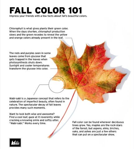 File:Fall Colors 101 REI.jpg