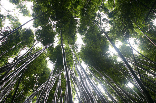 File:Bamboo.jpg