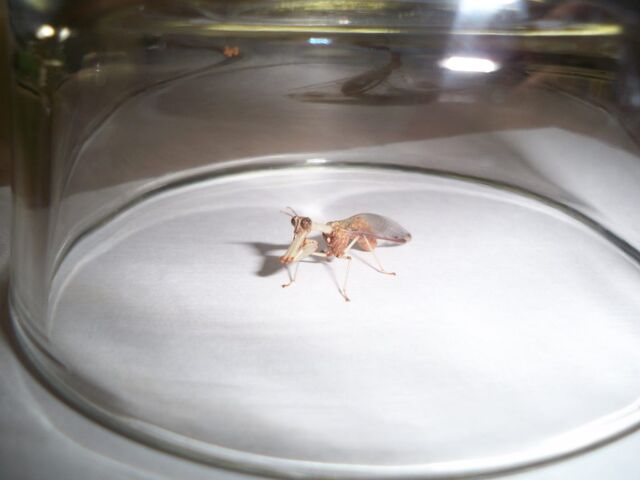 Archivo:006-Mantis.jpg