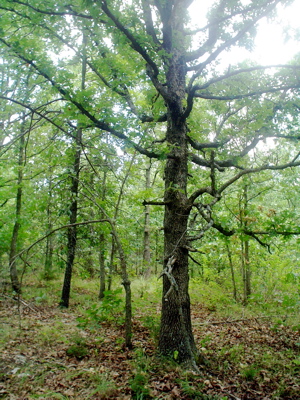 White oak.jpg