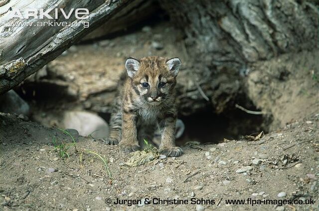 File:Young-puma-kitten-at-den-entrance.jpg