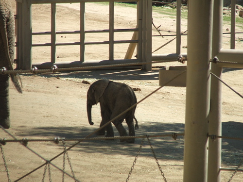 070318NewElephant