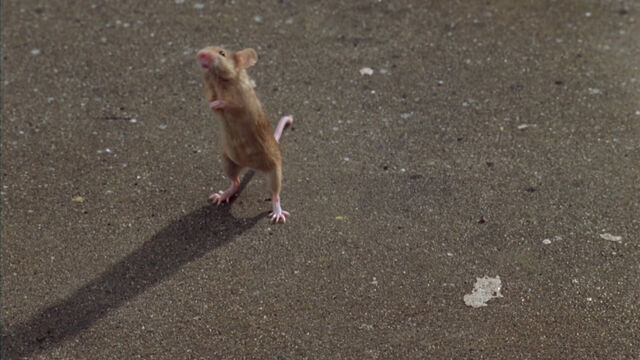 File:Garfield-movie-screencaps.com-5893.jpg