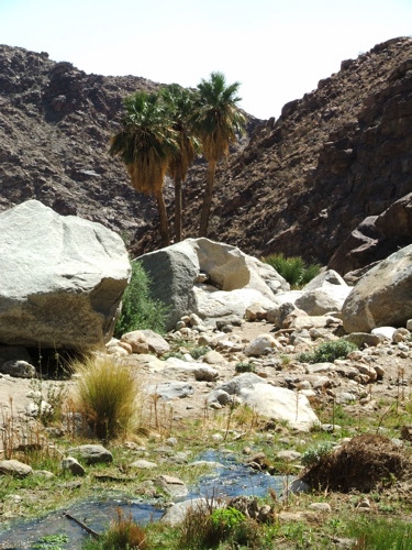 070337PalmSprings