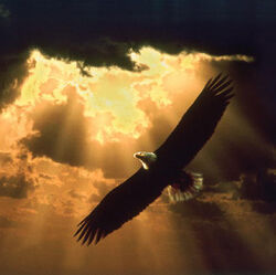 Soaring eagle 150