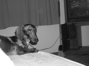 Lola
