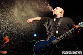 Theacaciastrain5