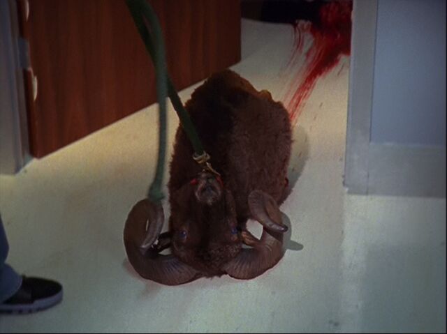 File:6x5 Goat Carcass.jpg