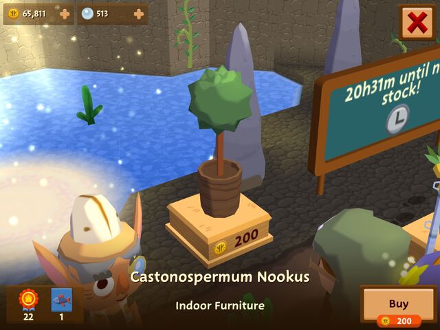 File:CastonospermumNookus.jpeg