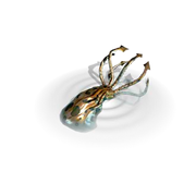 Octalus