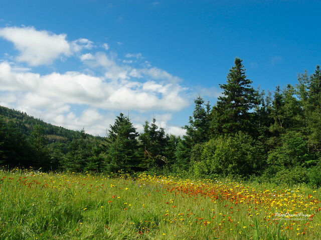 File:Meadow 4 1024.jpg