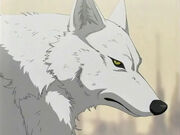 Kiba2 (1)