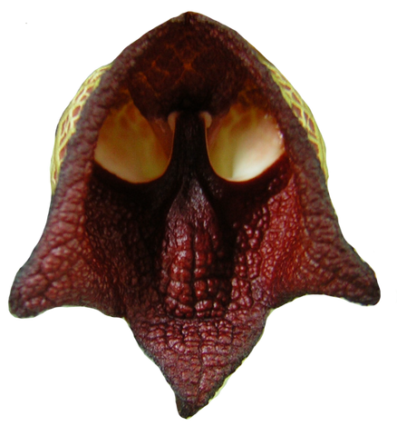 File:Flap4.png