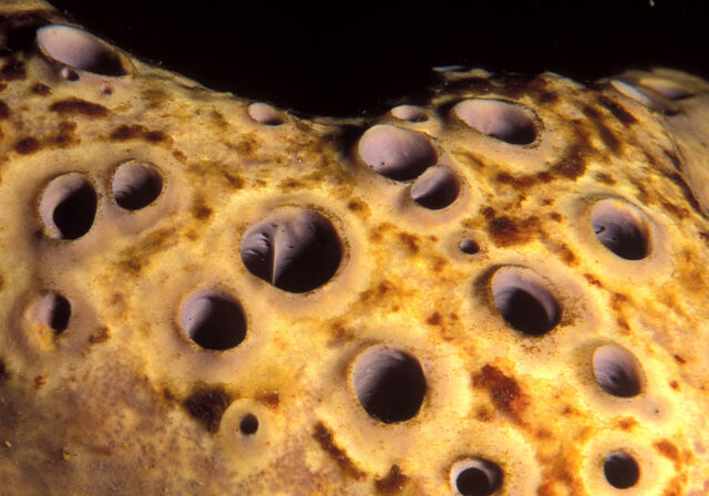 File:Moonsponge 1192 00.jpg
