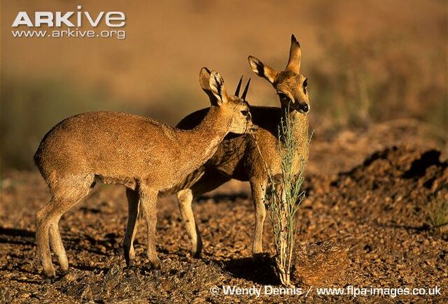 File:Two on Guard.jpg