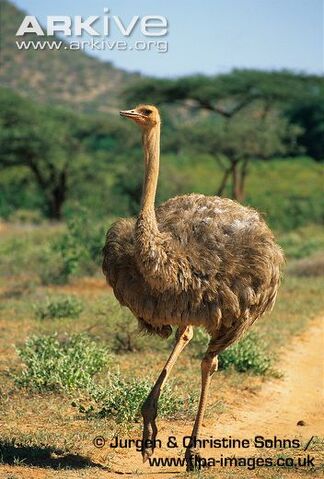 File:Janet Suzman as Ostrich.jpg