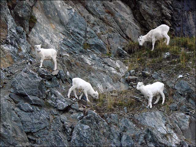 File:Four on a Rocky Hill.jpg