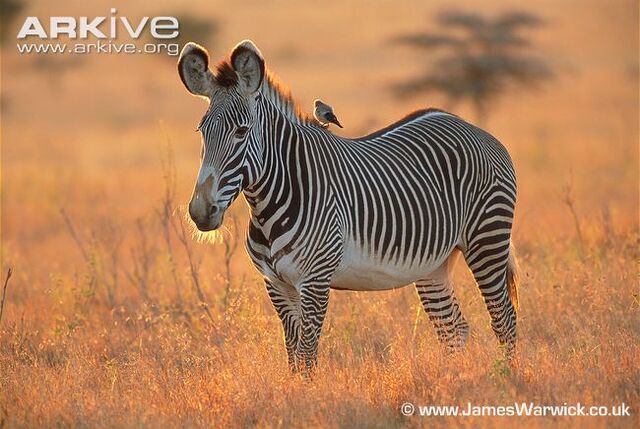File:Grevy's Zebra.jpg