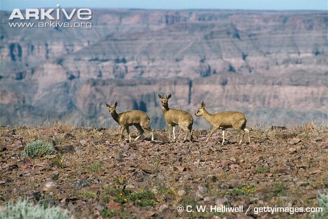 File:Three in a Habitat.jpg